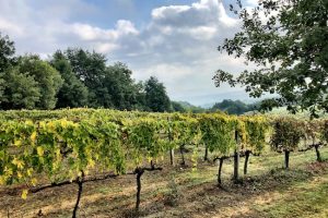 http://www.unlockitaly.com/wp-content/uploads/2020/09/Montalcino-vines-300x200.jpg
